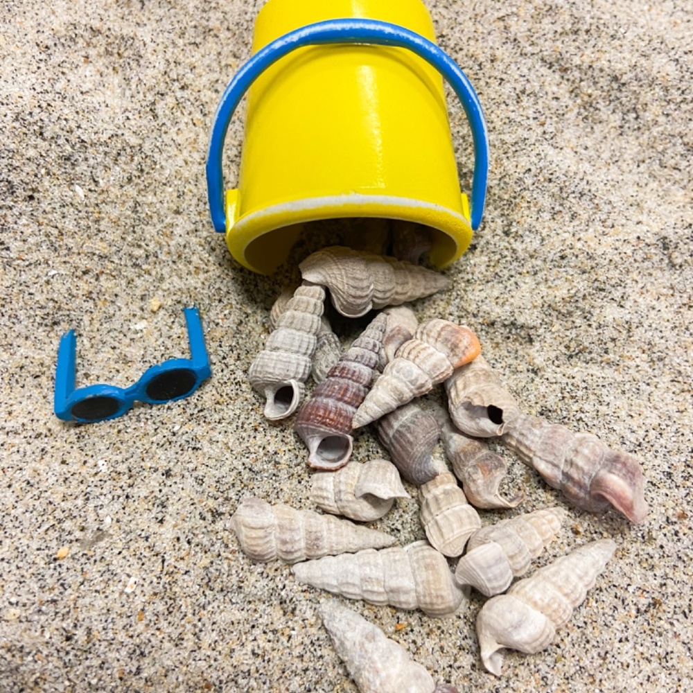 Authentic small spiral seashells found on beaches in San Diego, seashell gifts